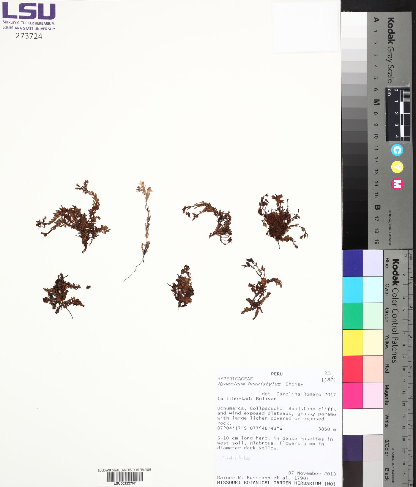Hypericum brevistylum image