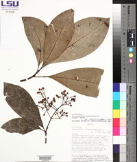 Tovomitopsis guatemaltecana image