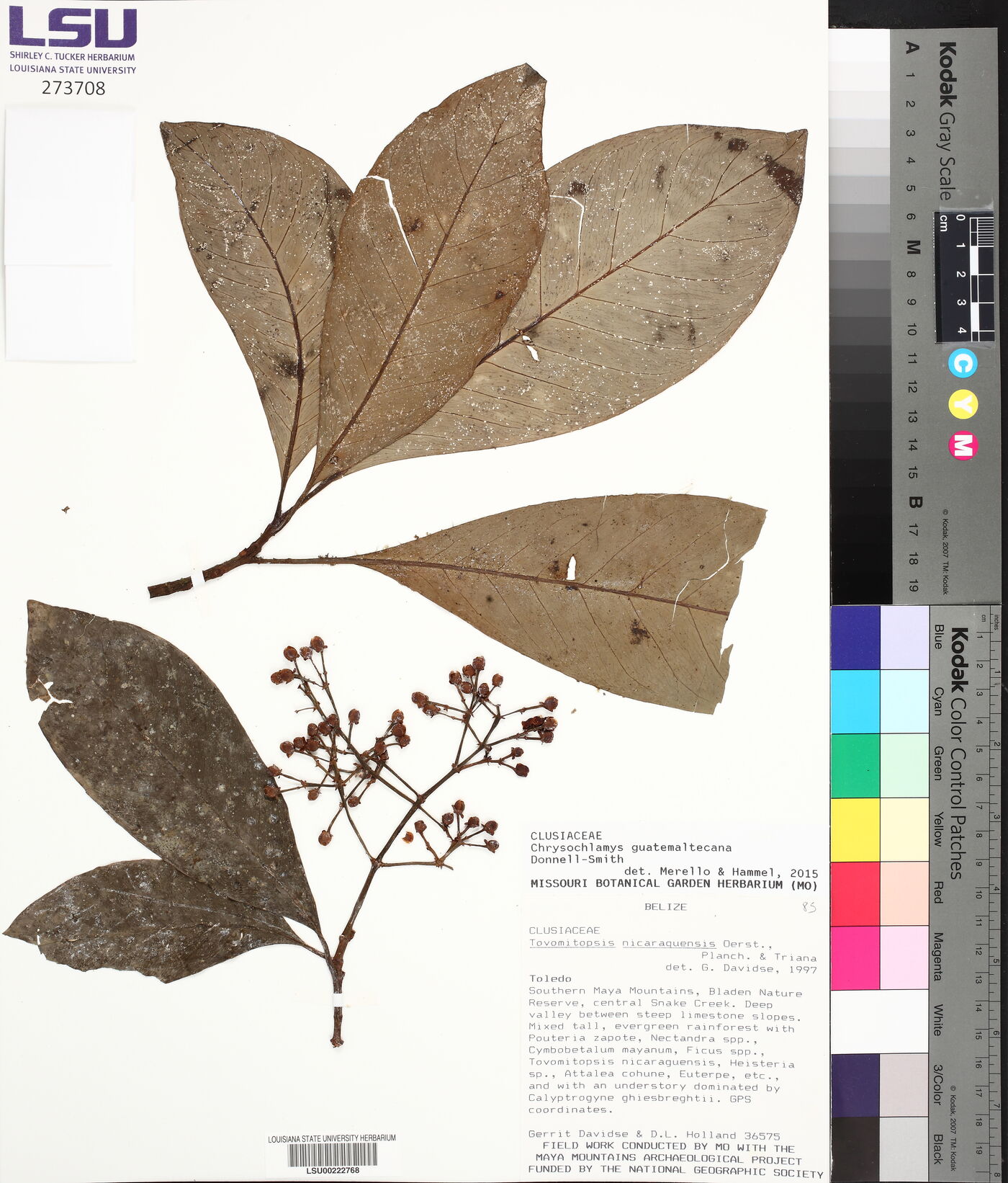 Tovomitopsis guatemaltecana image