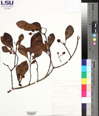Clusia minor image