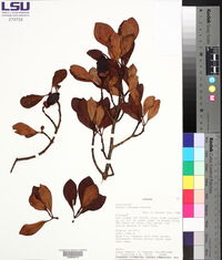 Clusia minor image