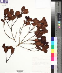 Clusia triflora image