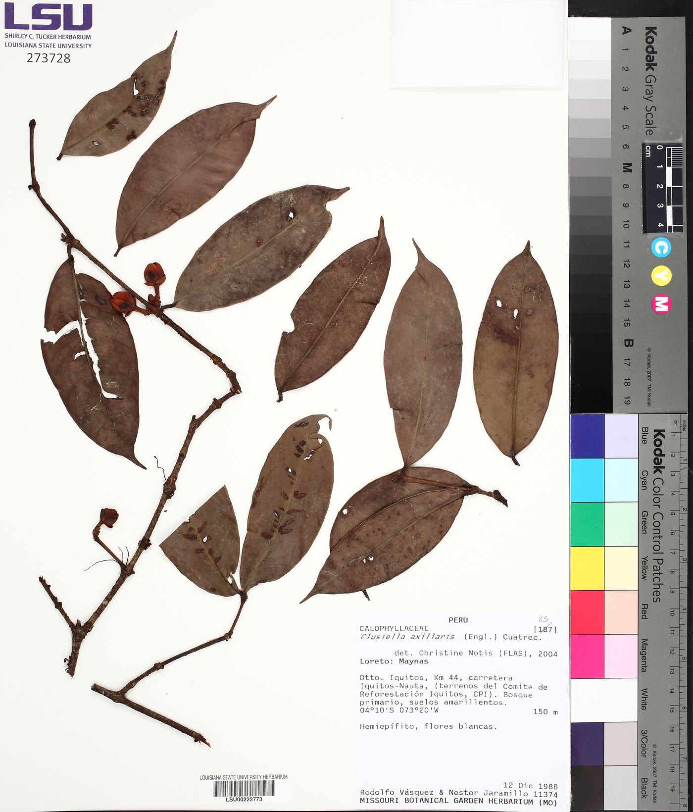 Clusiella axillaris image