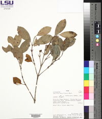 Garcinia brasiliensis image