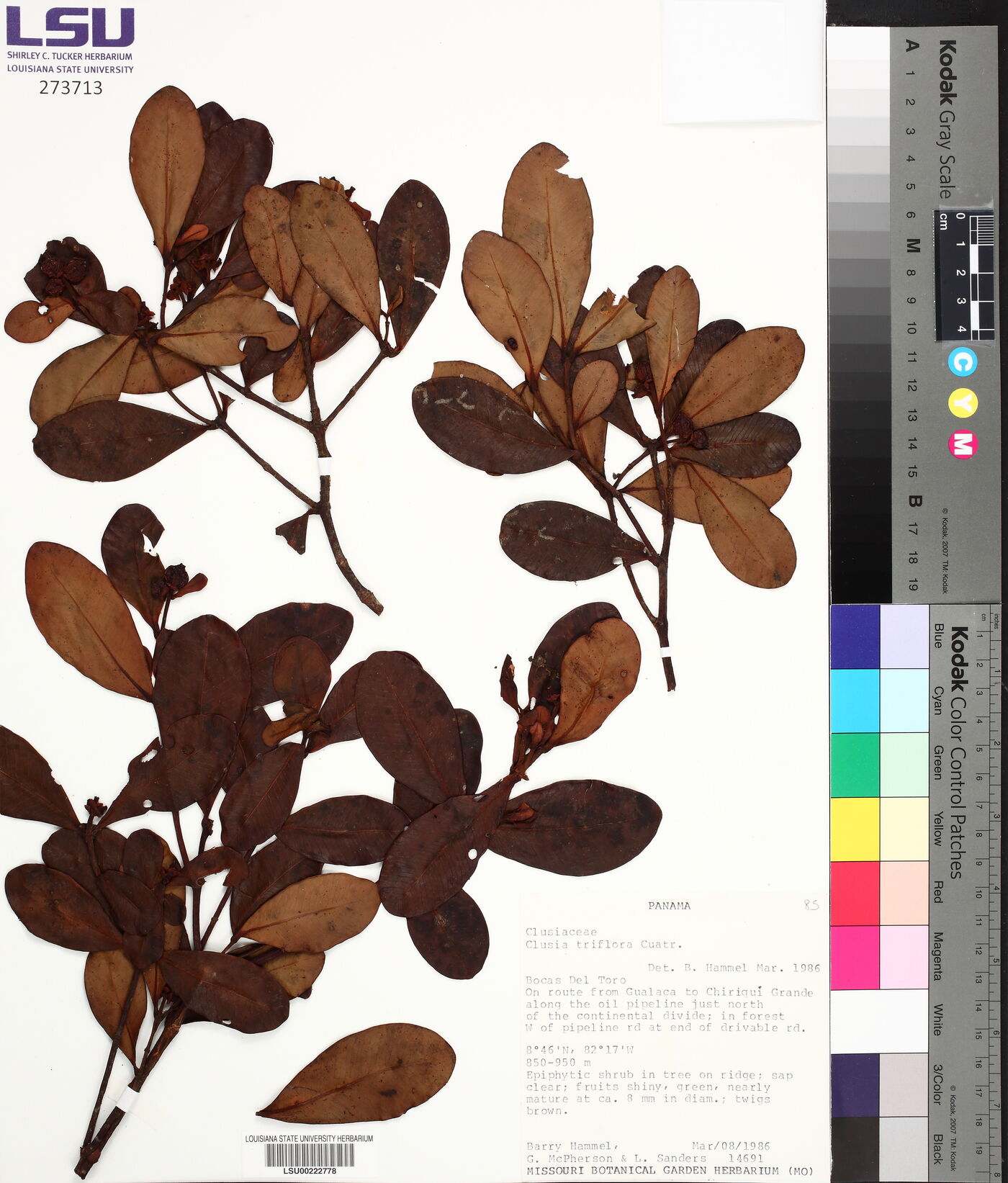 Clusia triflora image