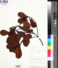Clusia triflora image