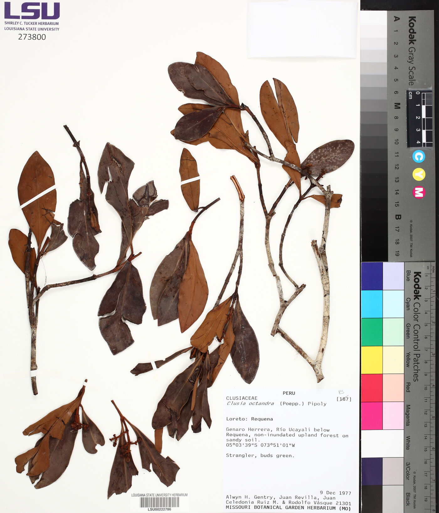Clusia octandra image