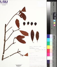 Clusia haughtii image