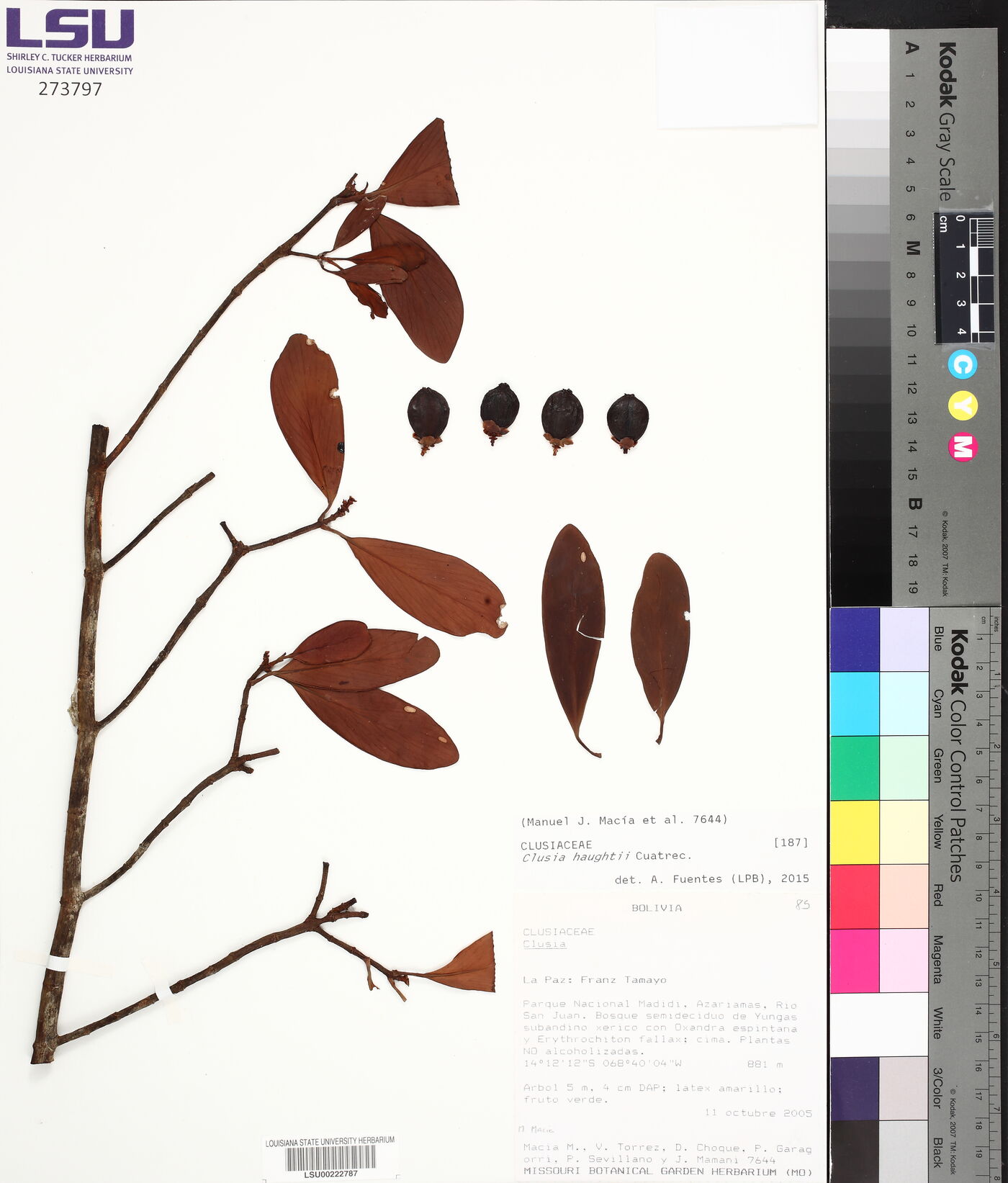 Clusia haughtii image