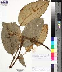 Garcinia madruno image
