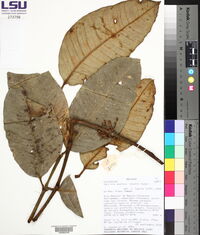 Garcinia madruno image