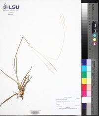 Digitaria filiformis image