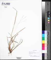 Digitaria filiformis image