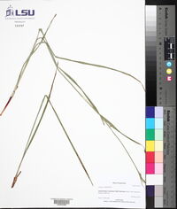 Scleria ciliata image