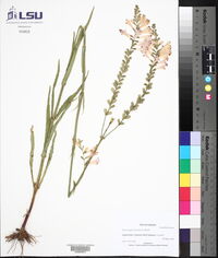 Physostegia virginiana image