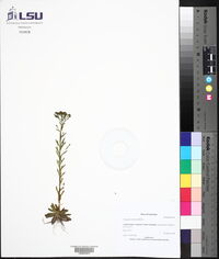 Polygala cymosa image