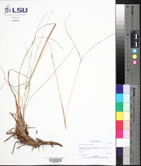 Paspalum notatum image