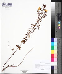 Rhexia lutea image