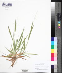 Dichanthelium laxiflorum image