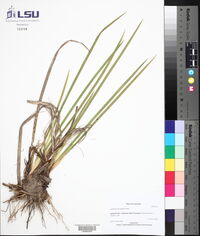 Lophiola aurea image