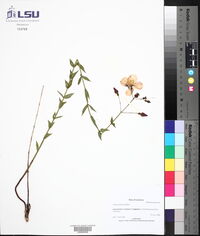 Rhexia alifanus image