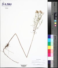 Euthamia tenuifolia image