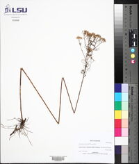 Euthamia tenuifolia image