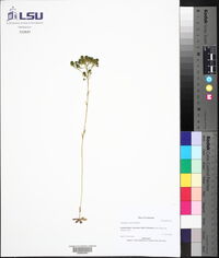 Polygala ramosa image
