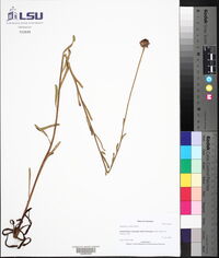 Balduina uniflora image