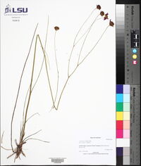 Coreopsis nudata image