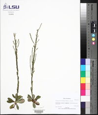 Symphyotrichum adnatum image