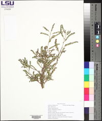 Emblica urinaria image