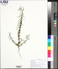 Ammannia coccinea image
