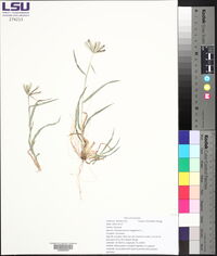 Dactyloctenium aegyptium image