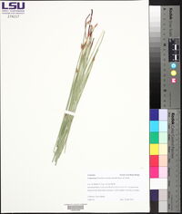 Eleocharis montana image