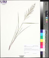 Dinebra panicoides image