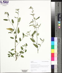 Sida spinosa image
