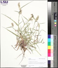 Cenchrus echinatus image