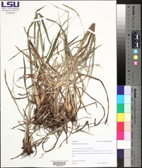 Paspalum dilatatum image