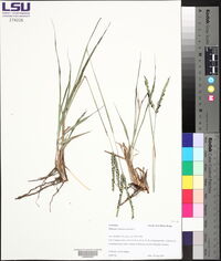 Paspalum notatum image