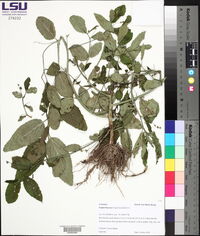 Caperonia palustris image