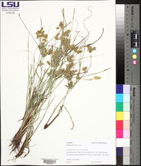 Cyperus iria image