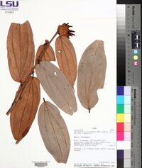 Cavendishia bracteata image