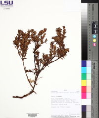 Disterigma empetrifolium image