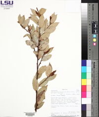 Cavendishia bracteata image
