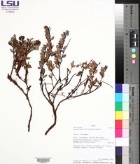 Vaccinium floribundum image
