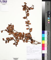 Disterigma alaternoides image