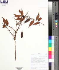 Diogenesia octandra image