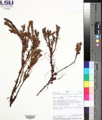 Disterigma codonanthum image