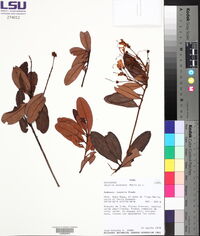 Bejaria aestuans image